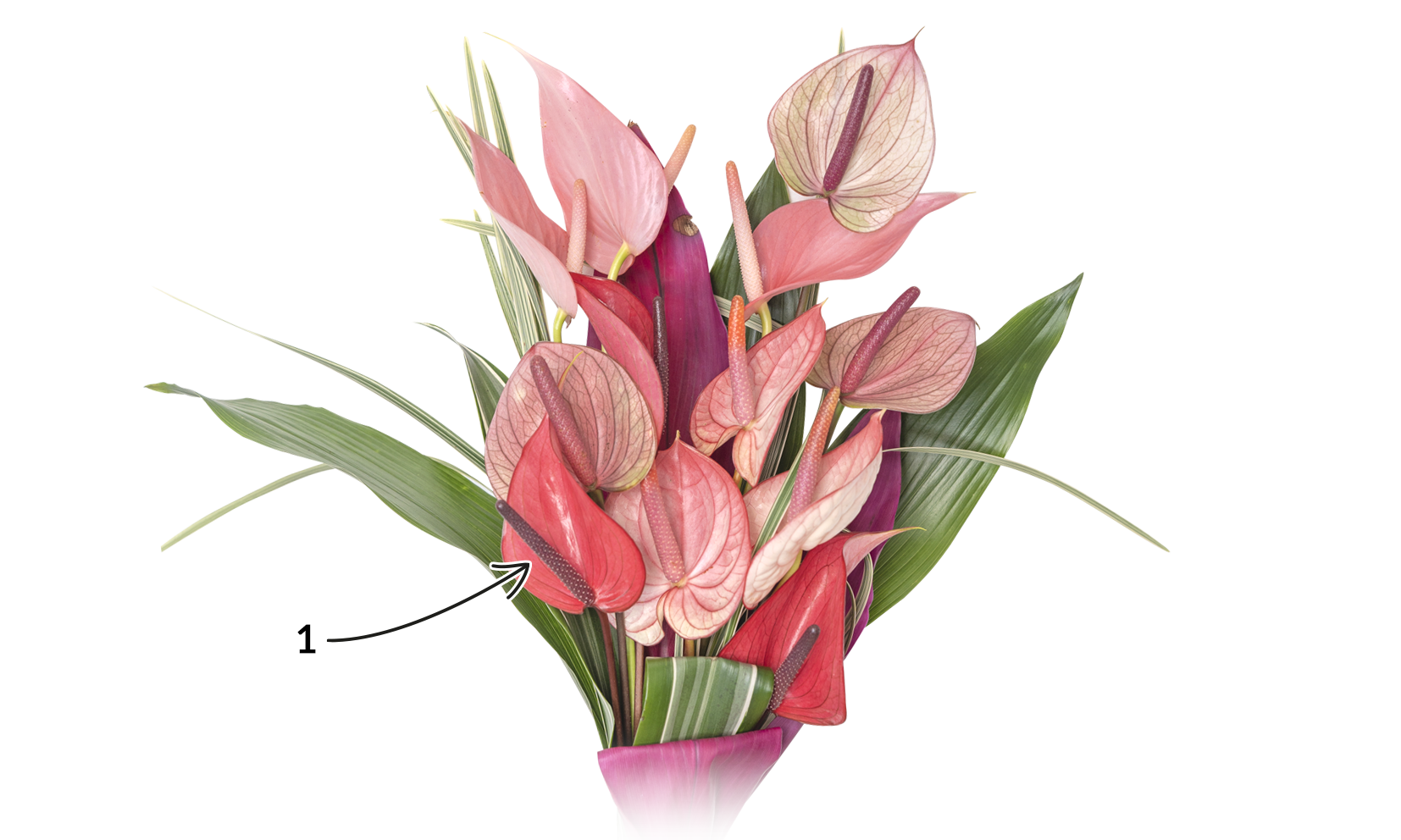 MINI-ANTHURIUM