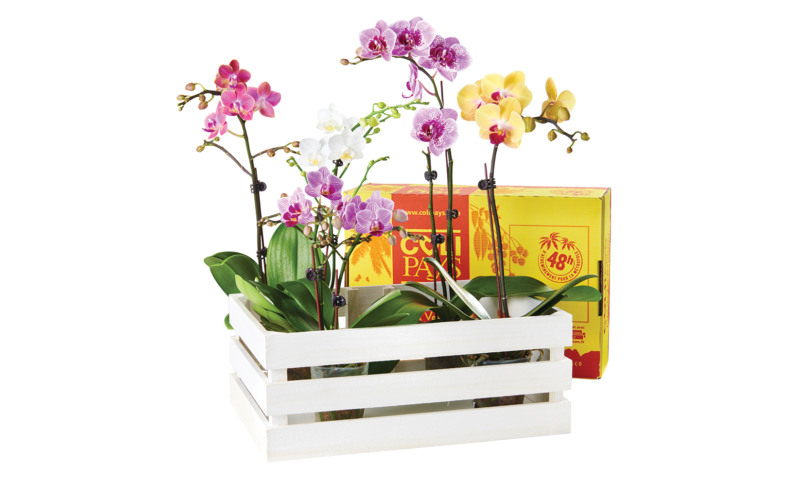 COLIMINIORCHIDÉES